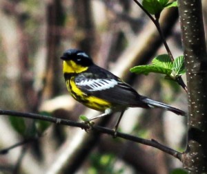 2120 magnolia warbler lighter