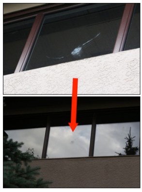 Bird window imprint E&P