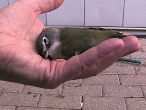 FLAP- bird-my hand
